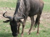 Gnu futtert